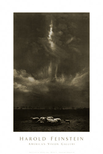 Sheep Under Clouds, 1958 by Harold Feinstein | 26 x 17 1/2 Fine Art Print