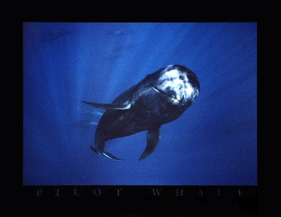 Pilot Whale by Bob Talbot | 24 x 31 Fine Art Print