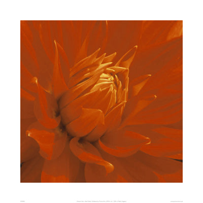 Dahlia by Edward Seiry | 19.7 x 19.7 Fine Art Print