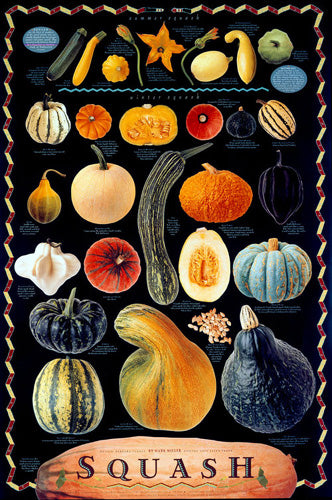 Squash by Mark Miller | 36 x 24 Fine Art Print