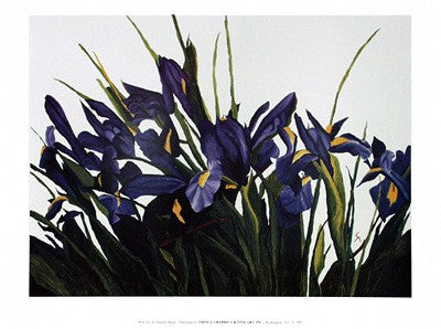 Wild Iris by Sharon Mack | 18 x 24 Fine Art Print