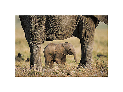 Elephant and Calf by Steve Bloom | 11 7/8 x 15 3/4 Fine Art Print