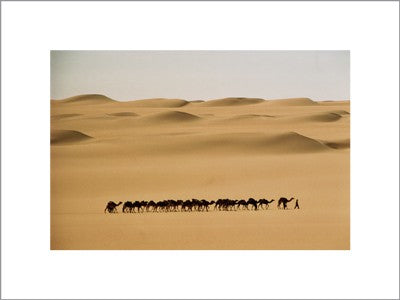 Camel Train, Mauritania by Barbara Maurer | 11 7/8 x 15 3/4 Fine Art Print