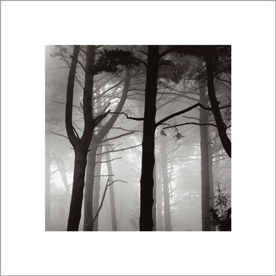 Forest I by Nicholas Pavloff | 15 ¾ x 15 ¾ Fine Art Print