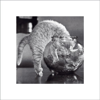 Bowl of Cats Wall Art | 15 3/4 x 15 3/4 Fine Art Print