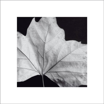 Leaf by Brian David Stevens | 15 3/4 x 15 3/4 Fine Art Print
