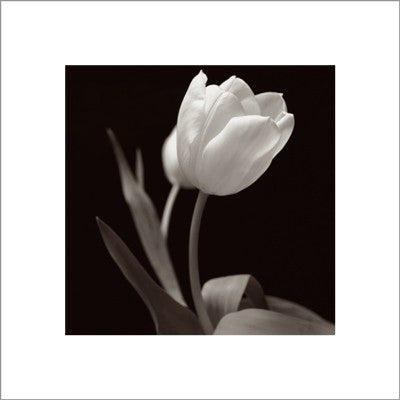 Tulip by Brian David Stevens | 15 3/4 x 15 3/4 Fine Art Print