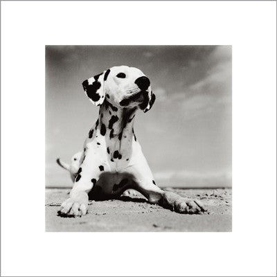 Dalmation Puppy by Birgit Utech | 15 3/4 x 15 3/4 Fine Art Print
