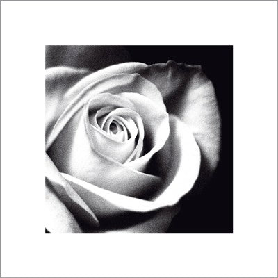 White Rose by Michael Banks | 15 ¾ x 15 ¾ Fine Art Print