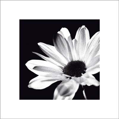 Chrysanthemum by Michael Banks | 15 3/4 x 15 3/4 Fine Art Print