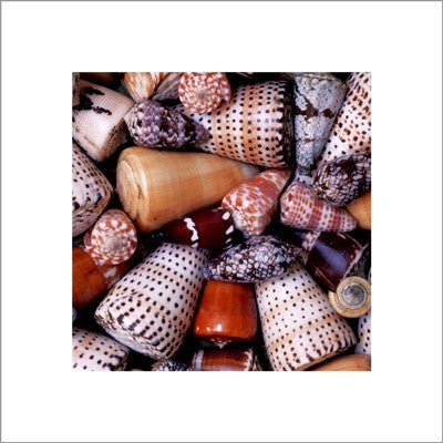 Cone Shells by Chris Hellier | 15 3/4 x 15 3/4 Fine Art Print
