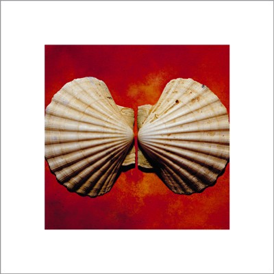 Sea Shells by Adrian Burke | 15 3/4 x 15 3/4 Fine Art Print