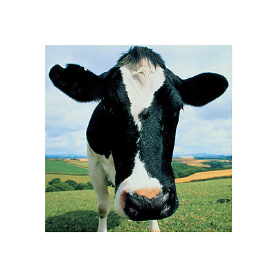 Cow by Peter Cade | 15 3/4 x 15 3/4 Fine Art Print