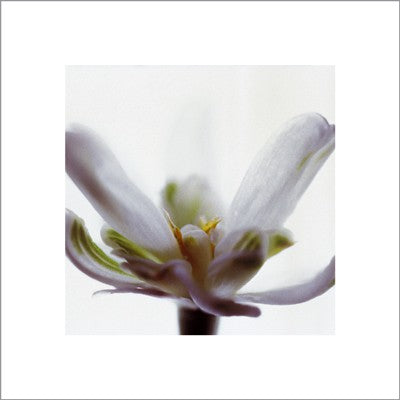 White Flower by Jan Holland | 15 3/4 x 15 3/4 Fine Art Print