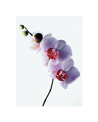 Orchid by Kevin Summers | 19 3/4 x 15 3/4 Fine Art Print