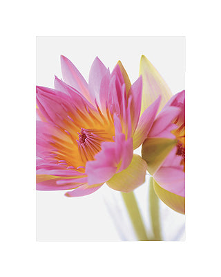 Lotus Blossoms by Jim Franco | 19 3/4 x 15 3/4 Fine Art Print