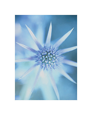 Sea Holly by Carol Sharp | 19 3/4 x 15 3/4 Fine Art Print