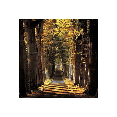 Tree Lined Avenue by Kathy Collins | 15 3/4 x 15 3/4 Fine Art Print