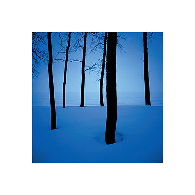 Trees in Snow by Ted Wood | 15 3/4 x 15 3/4 Fine Art Print