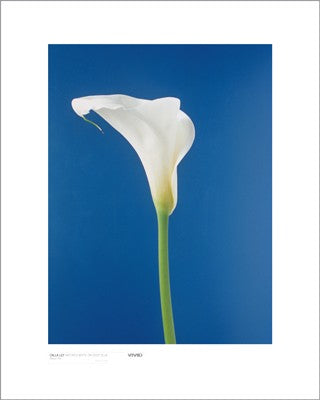 Cala Lily, Nature's White on Deep Blue by Masao Ota