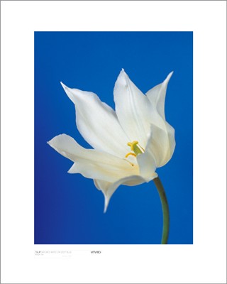 Tulip, Nature's White on Deep Blue by Masao Ota | 19 3/4 x 15 3/4 A