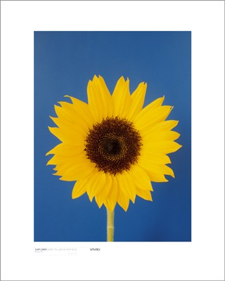 Sunflower, Burnt Yellow on Deep Blue by Masao Ota | 19 3/4 x 15 3/4