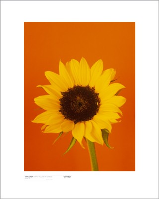 Sunflower, Burnt Yellow on Orange by Masao Ota | 19 3/4 x 15 3/4 Ar