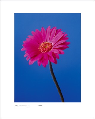Gerbera, Magenta on Reflex Blue by Masao Ota | 19 3/4 x 15 3/4 Art 