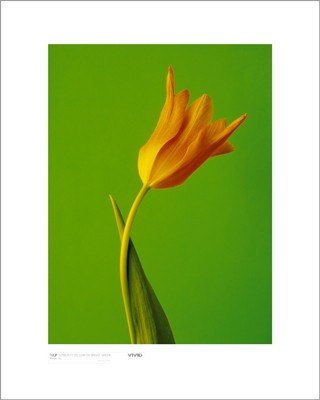 Tulip, Sunburnt Yellow on Bright Green by Masao Ota