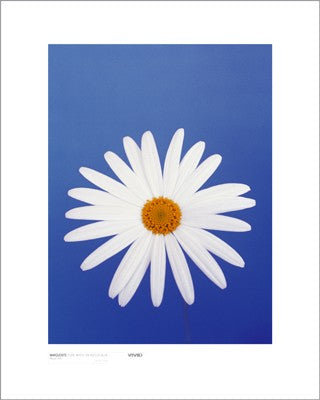 Marguerite, Pure White on Reflex Blue by Masao Ota | 19 3/4 x 15 3/