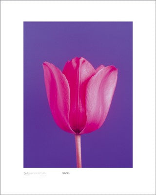 Tulip, Magenta on Deep Purple by Masao Ota | 19 3/4 x 15 3/4 Fine Art Print