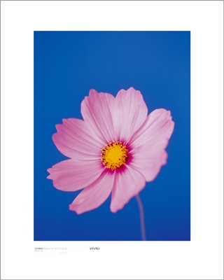 Cosmos, Mauve on Reflex Blue by Masao Ota | 19 3/4 x 15 3/4 Fine Art Print