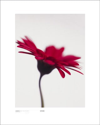 Gerbera, Bright Red on White by Michael Banks | 19 3/4 x 15 3/4 Art