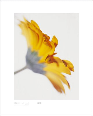 Gerbera, Bright Yellow on White by Michael Banks | 19 3/4 x 15 3/4 