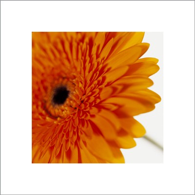 Gerbera, Deep Yellow on White by Michael Banks | 15 ¾ x 15 ¾ Fine Art Print