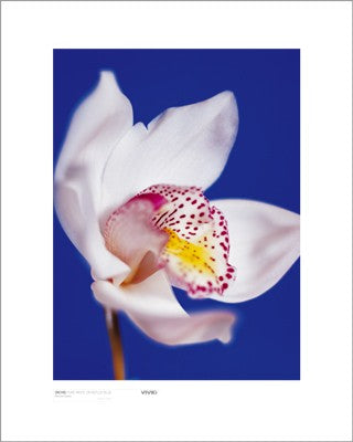 Orchid, Pure White on Reflex Blue by Masao Ota | 19 3/4 x 15 3/4 Ar