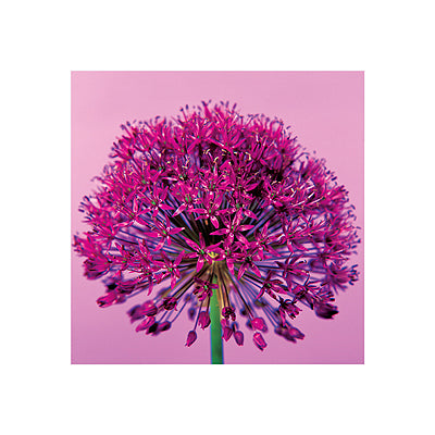Pink Allium by Juliet Greene | 15 3/4 x 15 3/4 Fine Art Print