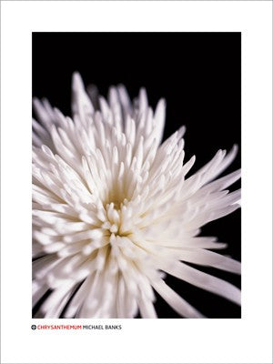 Chrysanthemum by Michael Banks | 31 1/2 x 23 1/2 Fine Art Print