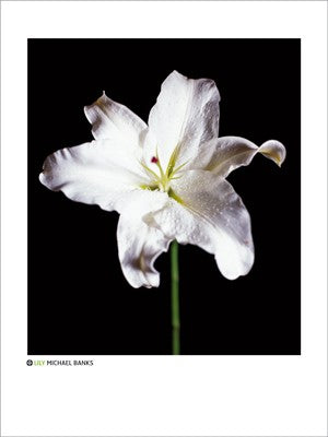 Lily by Michael Banks | 31 1/2 x 23 1/2 Fine Art Print