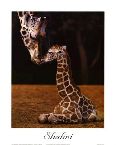 Shahni by Ron D’Raine | 31 ¼ x 23 5/8 Fine Art Print