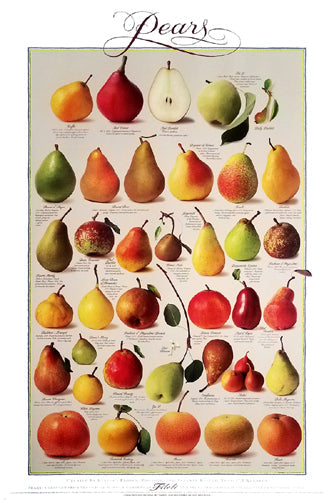 Framed Art Pears (Vertical) by Barbara Flores | 36 x 24