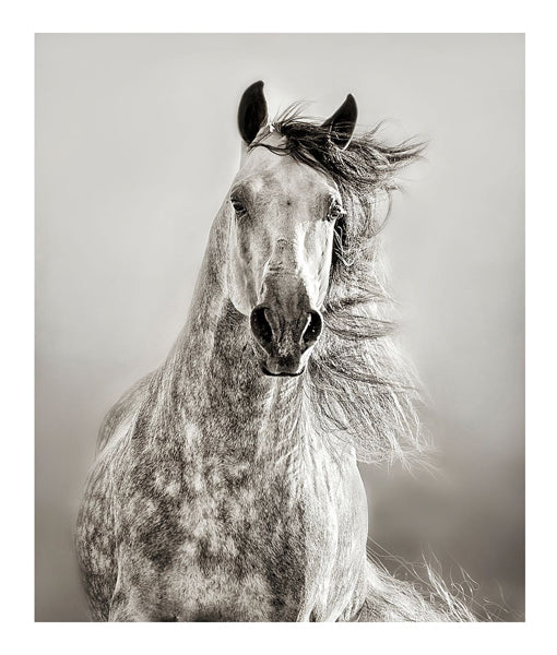 Caballo de Andaluz by Lisa Dearing | 20 x 17 Fine Art Print