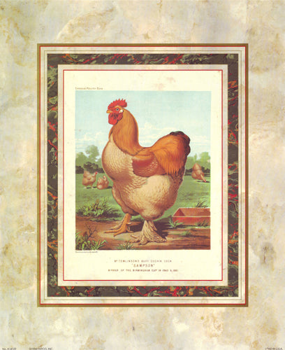 Buff. Cochin Cock (from Cassell's Poultry Book) by J.W. Ludlow