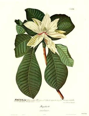 Magnolia #62 by Christoph Jacob Trew | 25 x 20 Fine Art Print
