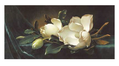 Framed Art Magnolia Blossoms on Blue Velvet by Martin Johnson Heade