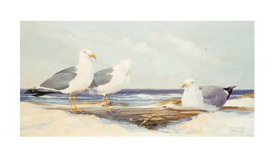 Resting Gulls by Jacqueline Penney | 20 1/2 x 35 Fine Art Print