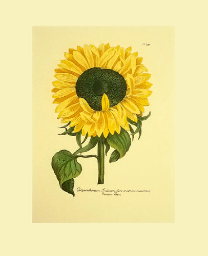 Chrysanthemum (Sunflower) by Johann Wilhelm Weinmann