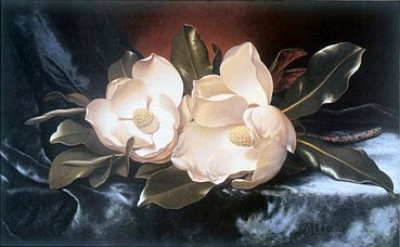 Magnolias on a Blue Velvet Cloth by Martin Johnson Heade