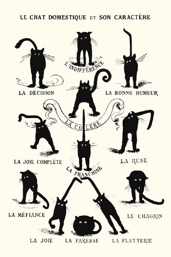 Le Chat Domestique Wall Art | 36 x 24 Fine Art Print