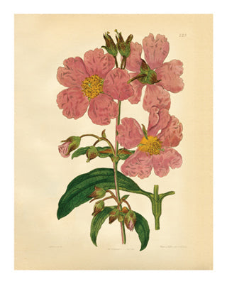 Framed Art Botanical Series 225 10 x 8